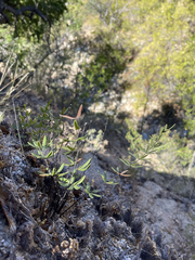 Pellaea ternifolia brandegeei
