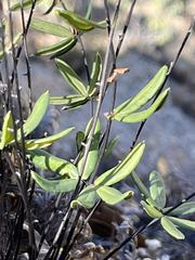 Pellaea ternifolia brandegeei