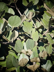 Erythrina abyssinica