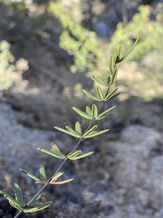 Pellaea ternifolia brandegeei