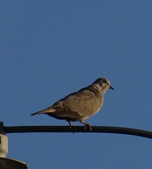 Streptopelia decaocto