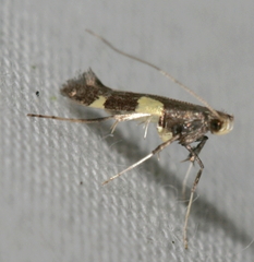 Caloptilia umbratella