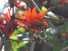 Erythrina lysistemon