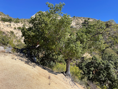 Quercus devia