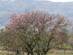 Erythrina abyssinica