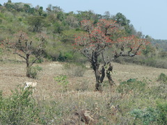 Erythrina abyssinica