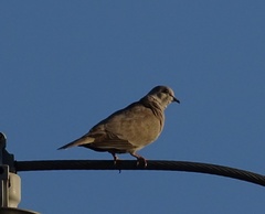 Streptopelia decaocto