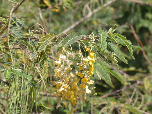 Sesbania sesban iNat (2)