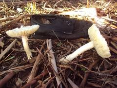 Amanita foetens