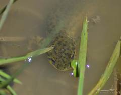 Pleurodeles nebulosus