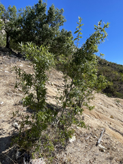 Quercus devia