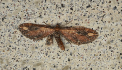 Eupithecia subapicata