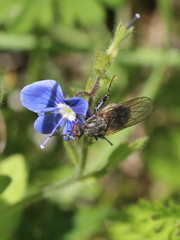 Empis femorata