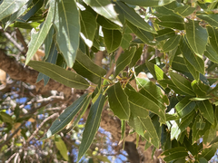Quercus devia