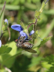 Empis femorata