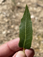 Quercus devia