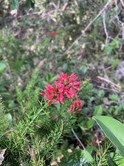 Colletia ulicina