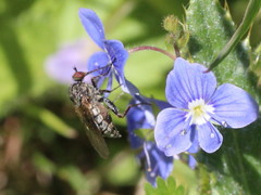 Empis femorata