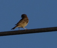 Haemorhous mexicanus