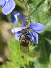 Empis femorata