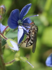 Empis femorata