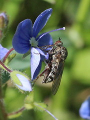 Empis femorata
