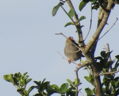 Cisticola fulvicapilla fulvicapilla