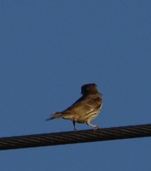 Haemorhous mexicanus