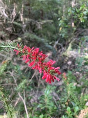 Colletia ulicina