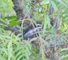 Melaniparus niger niger