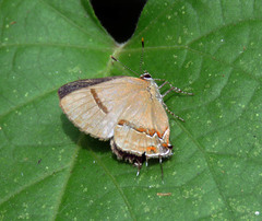 Lamprospilus collucia