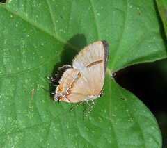 Lamprospilus collucia