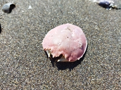 Pseudocorystes sicarius