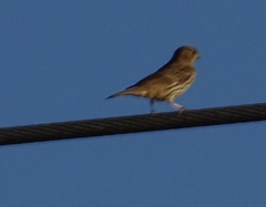 Haemorhous mexicanus