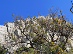 Bursera cerasiifolia