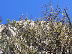 Bursera cerasiifolia
