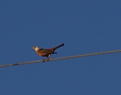 Haemorhous mexicanus