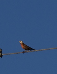 Haemorhous mexicanus