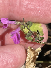 Stachys tenerrima