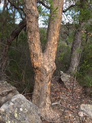 Corymbia eximia