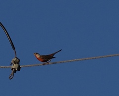 Haemorhous mexicanus