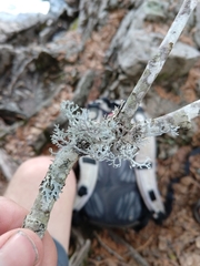 Pseudevernia consocians