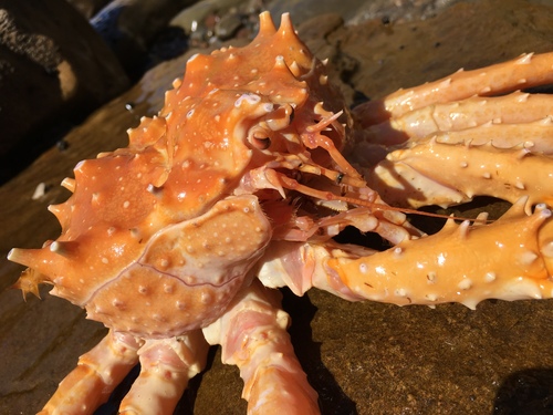 Paralithodes californiensis