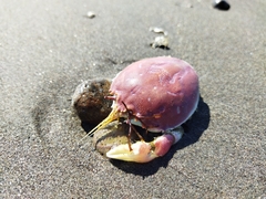 Pseudocorystes sicarius