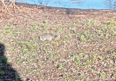 Sciurus carolinensis