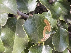 Stigmella braunella