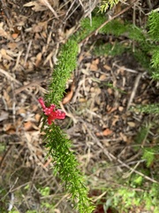Colletia ulicina