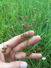 Juncus marginatus