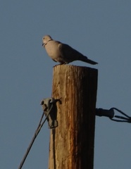Streptopelia decaocto