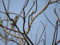 Myiodynastes luteiventris